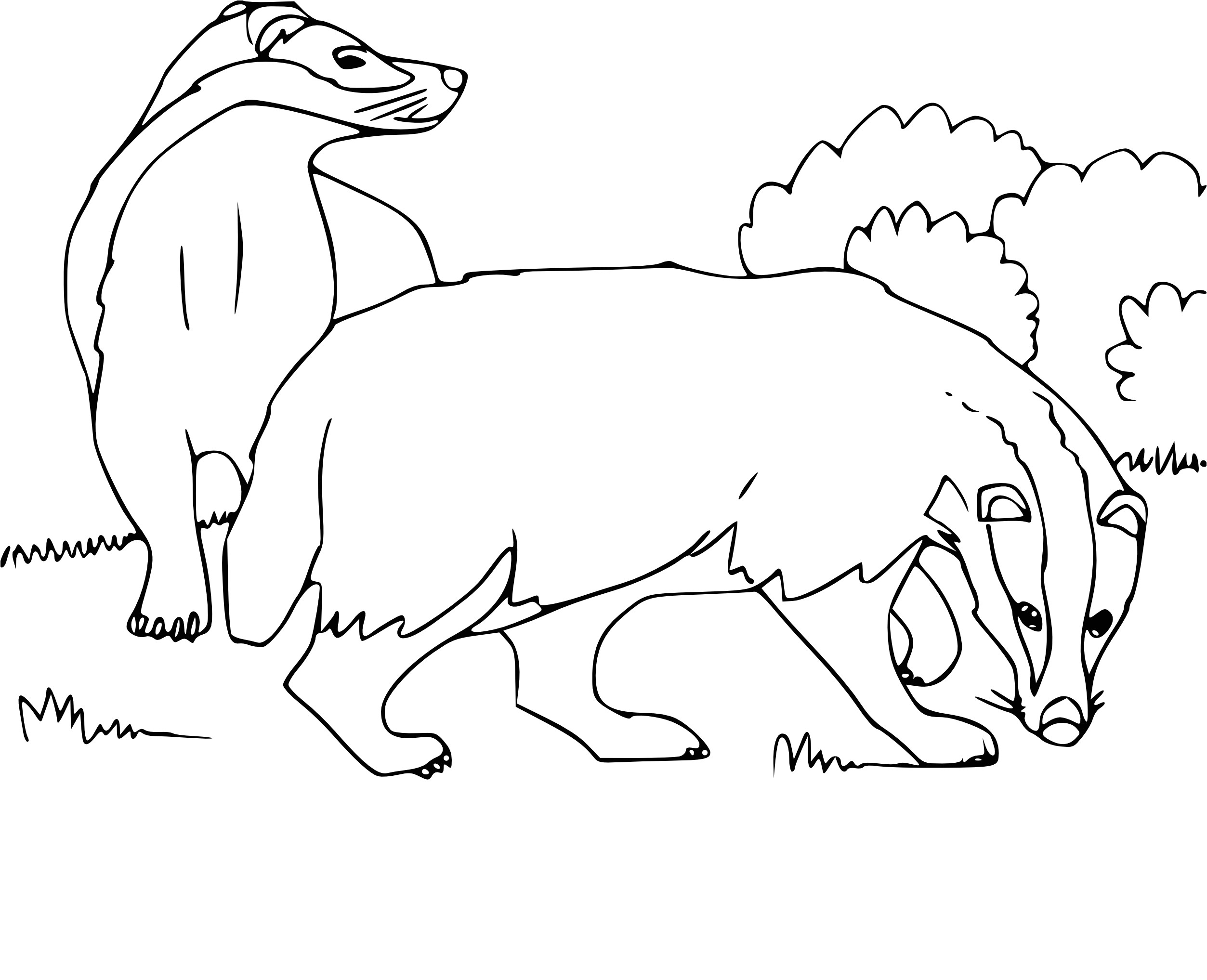 Blaireau Coloriage Coloriage Blaireau Dessin   Imprimer Sur Coloriages Fo