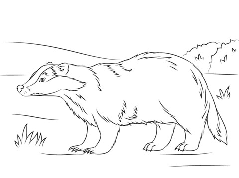 Blaireau Coloriage Coloriage Blaireau Européen Mignon