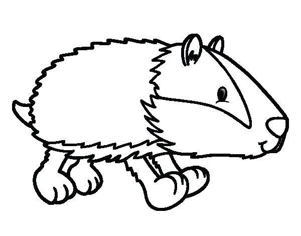 Blaireau Coloriage Coloriage De Blaireau Qui Marche Pour Colorier Nature Coloriages