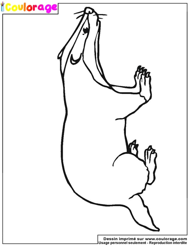 Blaireau Coloriage Coulorage Dessin Et Coloriage De Blaireau   Imprimer