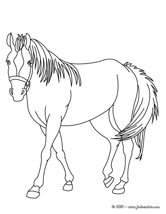 Coloriag De Cheval Coloriage Cheval En Ligne 696900 Ren