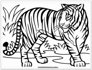 Coloriage Bébé Tigre Amazing Art Tiger Drawing Coloredl Meublerc