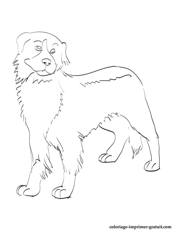 Coloriage Bouvier Bernois Coloriage Bouvier Bernois A Imprimer