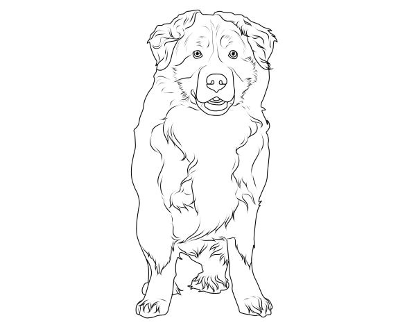 Coloriage Bouvier Bernois Coloriage   Imprimer Un Bouvier Bernois
