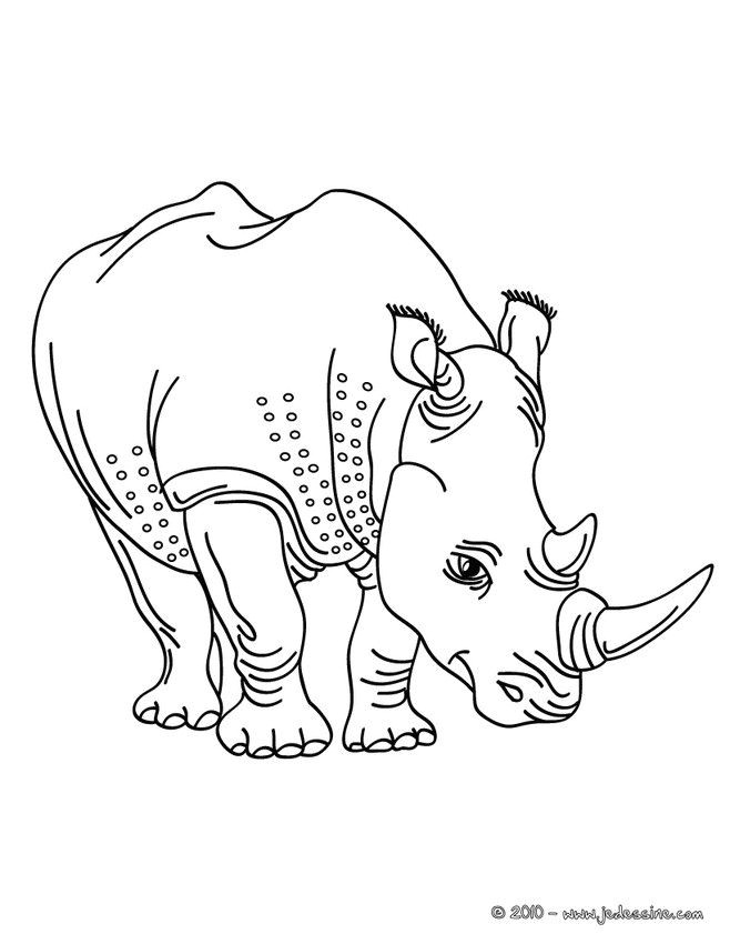 Coloriage Boxeur 84 Best Coloriages Animaux Sauvages Images On Pinterest