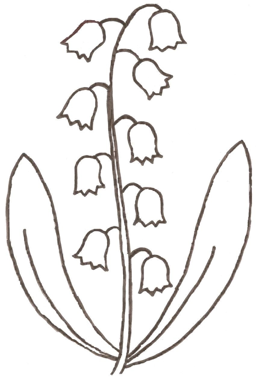 Coloriage Brin De Muguet A Imprimer Dessin Fleur  Colorier