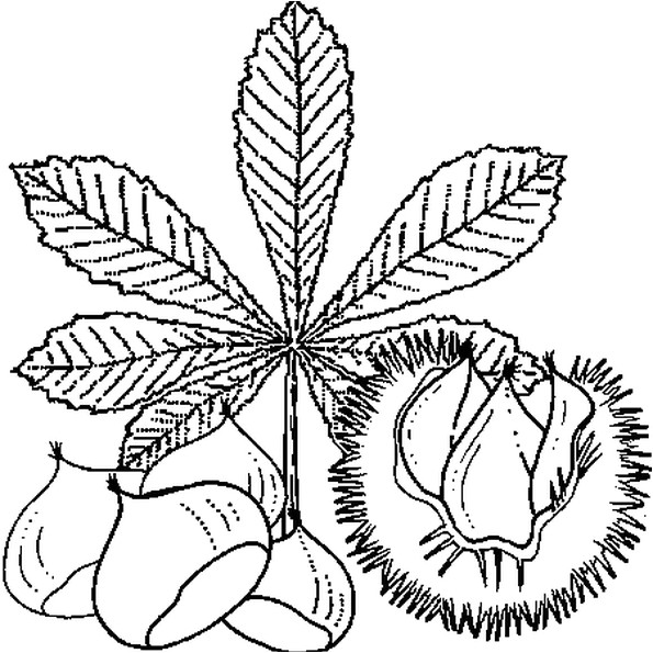 Coloriage Chataigne Coloriage Ch¢taigne En Ligne Gratuit   Imprimer
