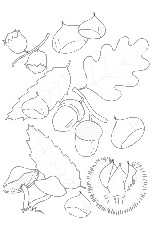 Coloriage Chataigne Coloriage Feuille Glands Et Ch¢taigne
