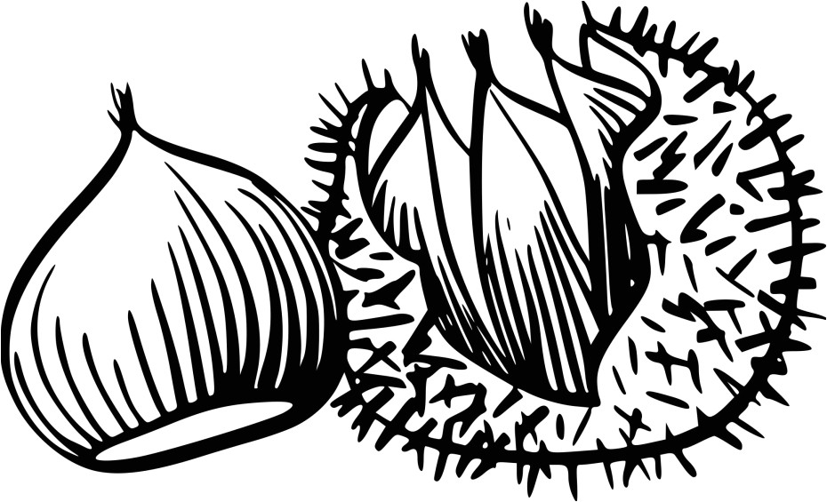 Coloriage Chataigne Imprimable Coloriage Chataigne   Imprimer Sur Coloriages Fo
