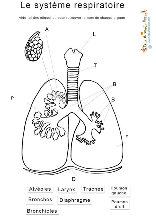 Coloriage Corps Humain Maternelle 169 Best Projets De Classe Corps Humain Images On Pinterest