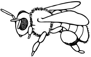 Coloriage D Abeille A Imprimer Dessins Gratuits Colorier Coloriage Abeilles Imprimer