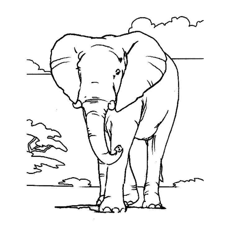 Coloriage D Afrique A Imprimer Coloriage Elephant A Imprimer Az Coloriage