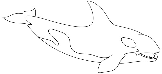 Coloriage D orque Dessin   Colorier Un orque Turbulus Jeux Pour Enfants