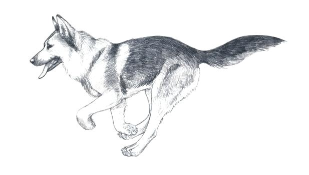 Coloriage De Berger Allemand Coloriage Berger Allemand Chien Dobermann – Didacticaaplicatafo
