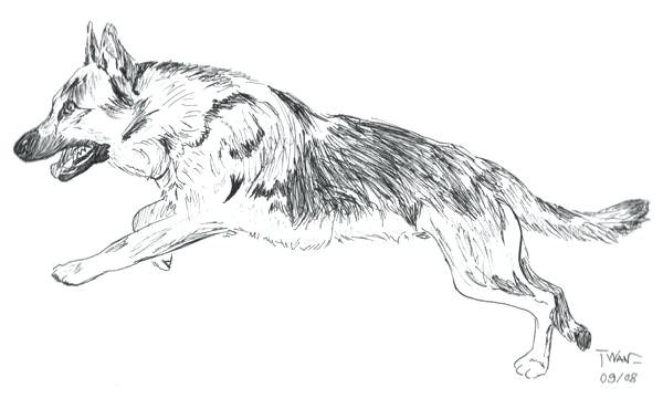 Coloriage De Berger Allemand Coloriage Berger Allemand Imprimer De Chien Gratuit – Ousyuhokenfo