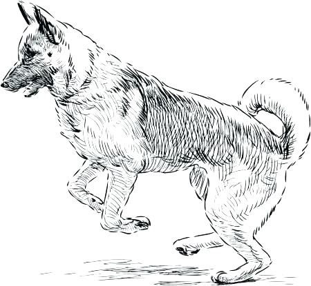 Coloriage De Berger Allemand Dessin De Berger Allemand Coloriage Az Colorier – Ousyuhokenfo