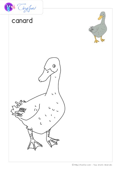 Coloriage De Boeuf Animaux Ferme Dessin A Colorier Canard Coloriage