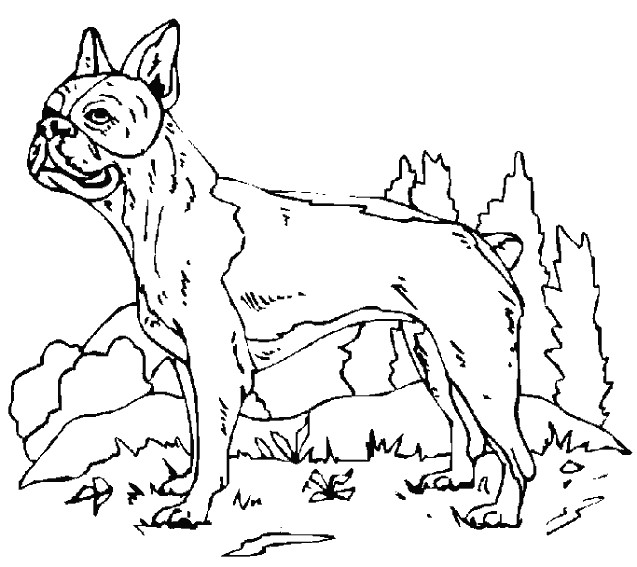 Coloriage De Chien Boxer A Imprimer Coloriage Chien Boxer