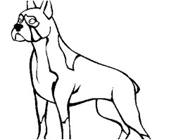 Coloriage De Chien Boxer A Imprimer Coloriage Chien Boxer