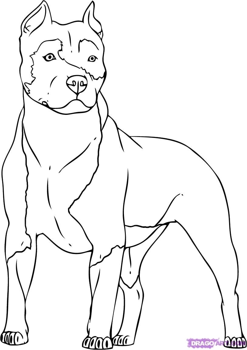 Coloriage De Chien Boxer A Imprimer Fresh Coloriage De Chien Boxer A Imprimer