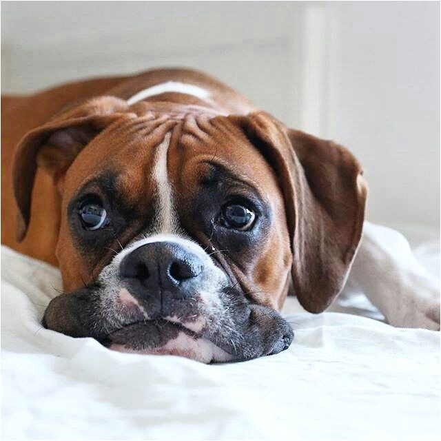 Coloriage De Chien Boxer épinglé Par Landis Gallman Sur Dogs Pinterest