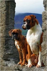 Coloriage De Chien Boxer Ivan and Ma Láska All You Need is Love and Boxer