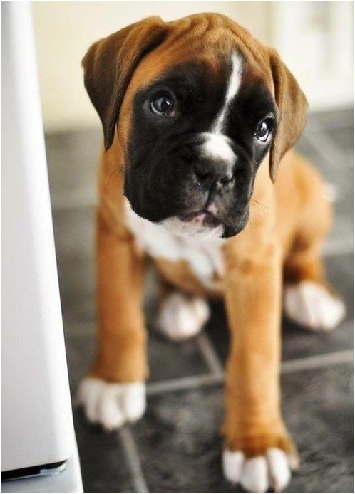 Coloriage De Chien Boxer Les 22 Meilleures Images Du Tableau the Boxer Sur Pinterest