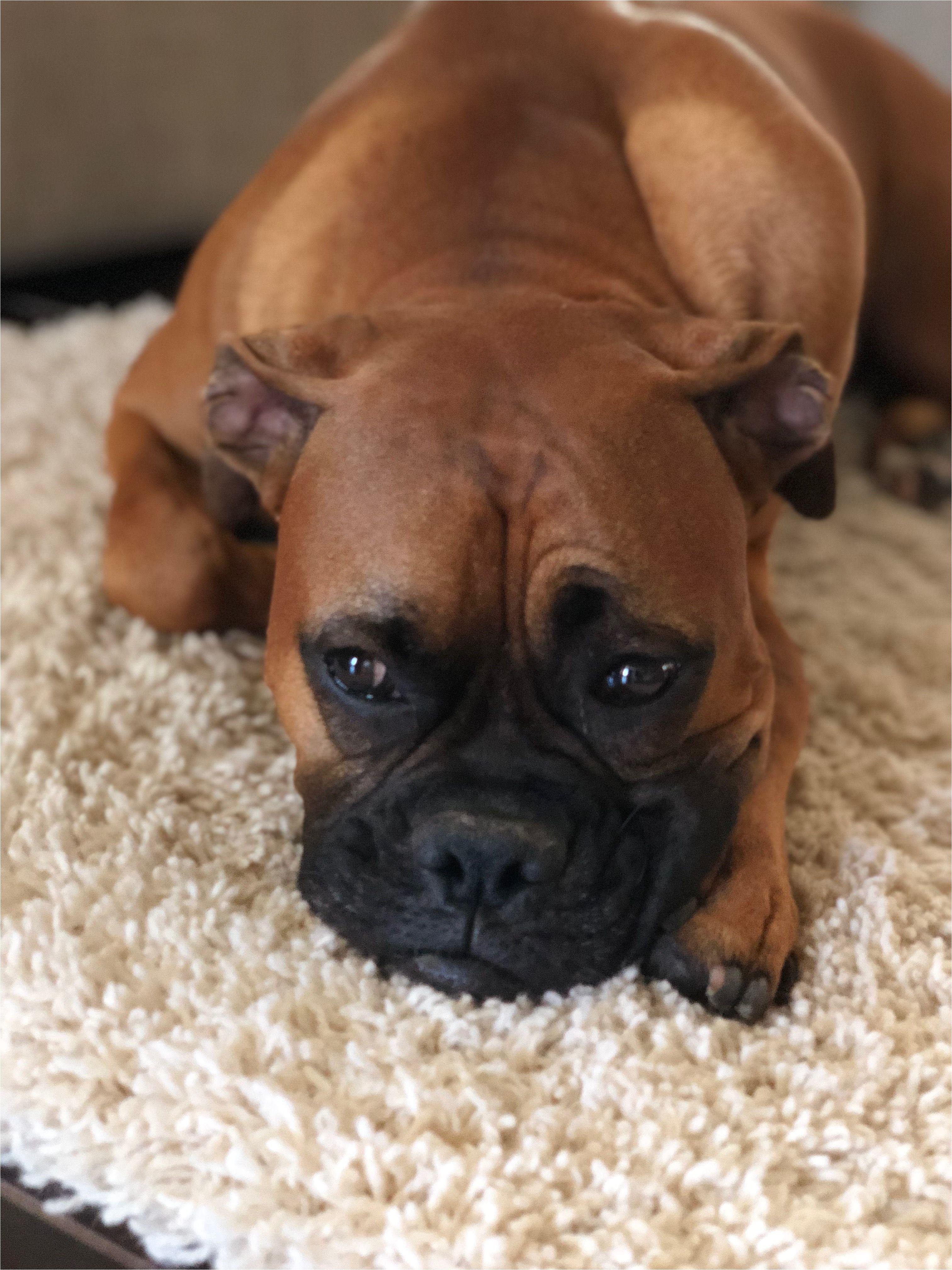 Coloriage De Chien Boxer This Boxer Puppy Looks Like A Mini Jazz Gossos