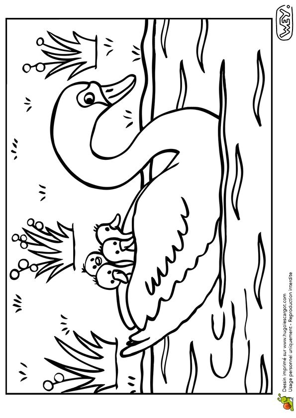 Coloriage De Cygne 77 Best Coloriages De Bébés Animaux Images On Pinterest