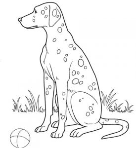 Coloriage De Dalmatien Coloriage Dalmatien
