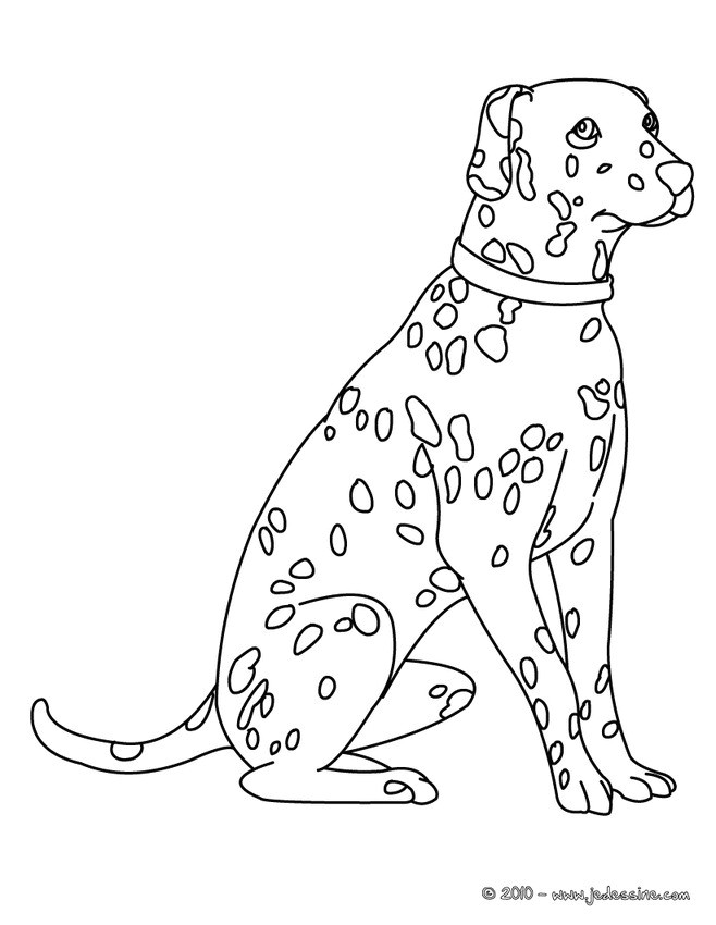 Coloriage De Dalmatien Coloriages Dalmatien Fr Hellokids