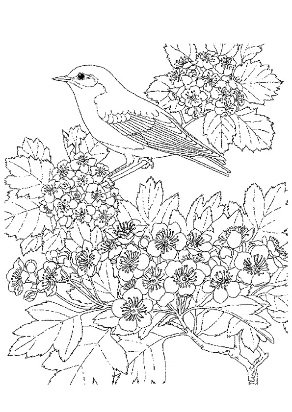 Coloriage De Fleurs à Imprimer Gratuit Dessins Gratuits   Colorier Coloriage Pour Adultes   Imprimer