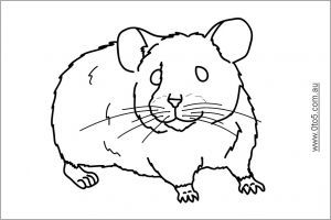 Coloriage De Hamster A Imprimer Dessin Hamster A Imprimer Colorier