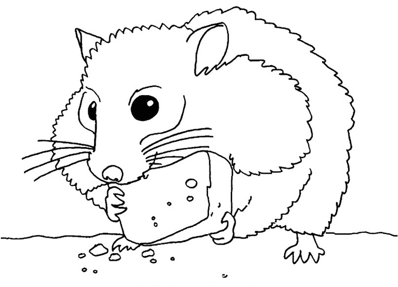 Coloriage De Hamster A Imprimer Dessins De Hamster   Colorier