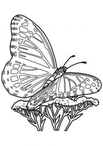 Coloriage De Papillon Sur Une Fleur Best 154 Coloriage De Papillons Et Autres Insectes Ideas On