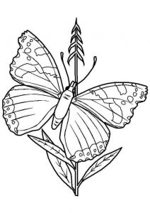 Coloriage De Papillon Sur Une Fleur Best 154 Coloriage De Papillons Et Autres Insectes Ideas On