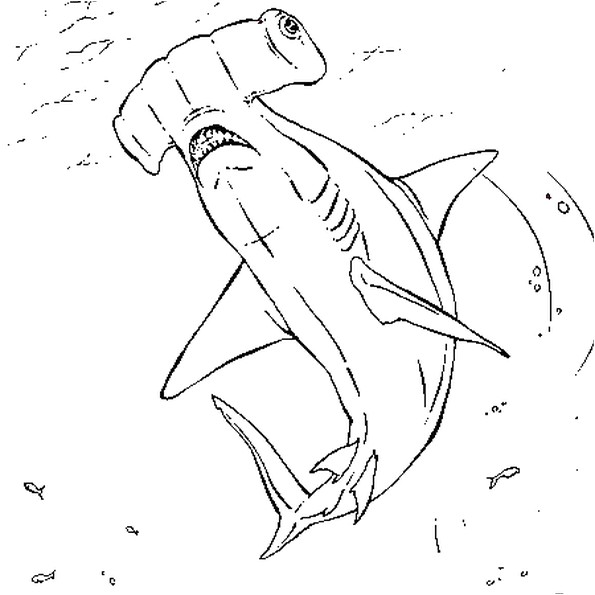 Coloriage De Requin Marteau Coloriage Requin Marteau En Ligne Gratuit   Imprimer
