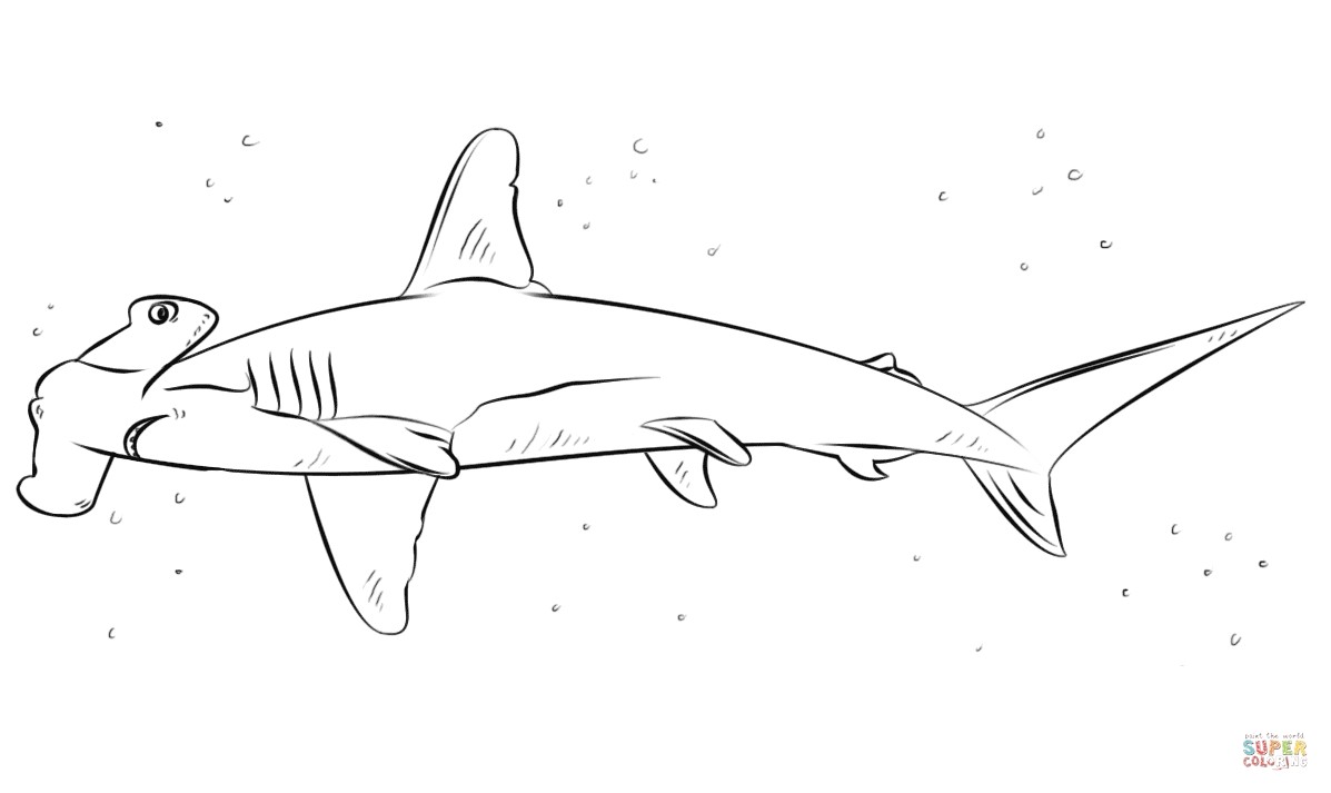 Coloriage De Requin Marteau Coloriage Requin Marteau