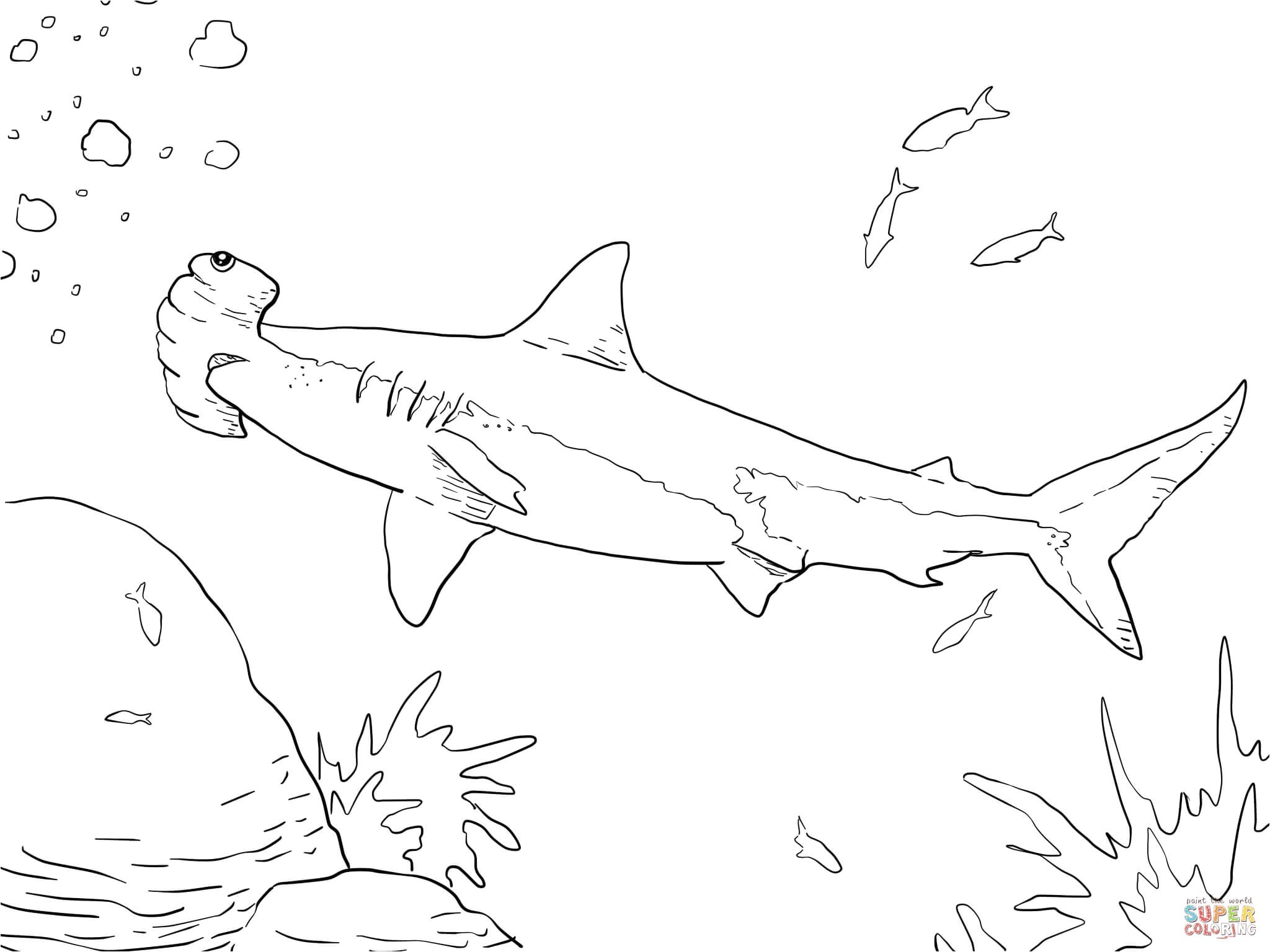 Coloriage De Requin Marteau Dessin De Requin Blanc Fantastique Image Coloriage Grand Requin