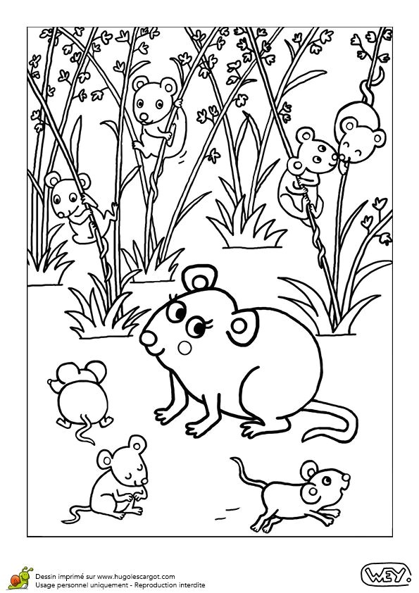 Coloriage De Vélo 77 Best Coloriages De Bébés Animaux Images On Pinterest