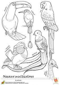 Coloriage Drole A Imprimer 110 Best Coloriages D Oiseaux Images On Pinterest