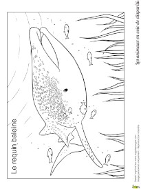 Coloriage Festin De Requin Coloriage Requin Sur Hugolescargot