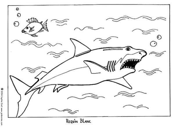 Coloriage Festin De Requin Requin Coloriages Vidéos Et Tutoriels Lire Et Apprendre