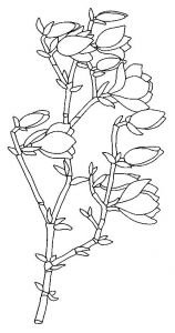 Coloriage Fleurs Et Plantes à Imprimer 49 Best Fleures Magnolia Images On Pinterest