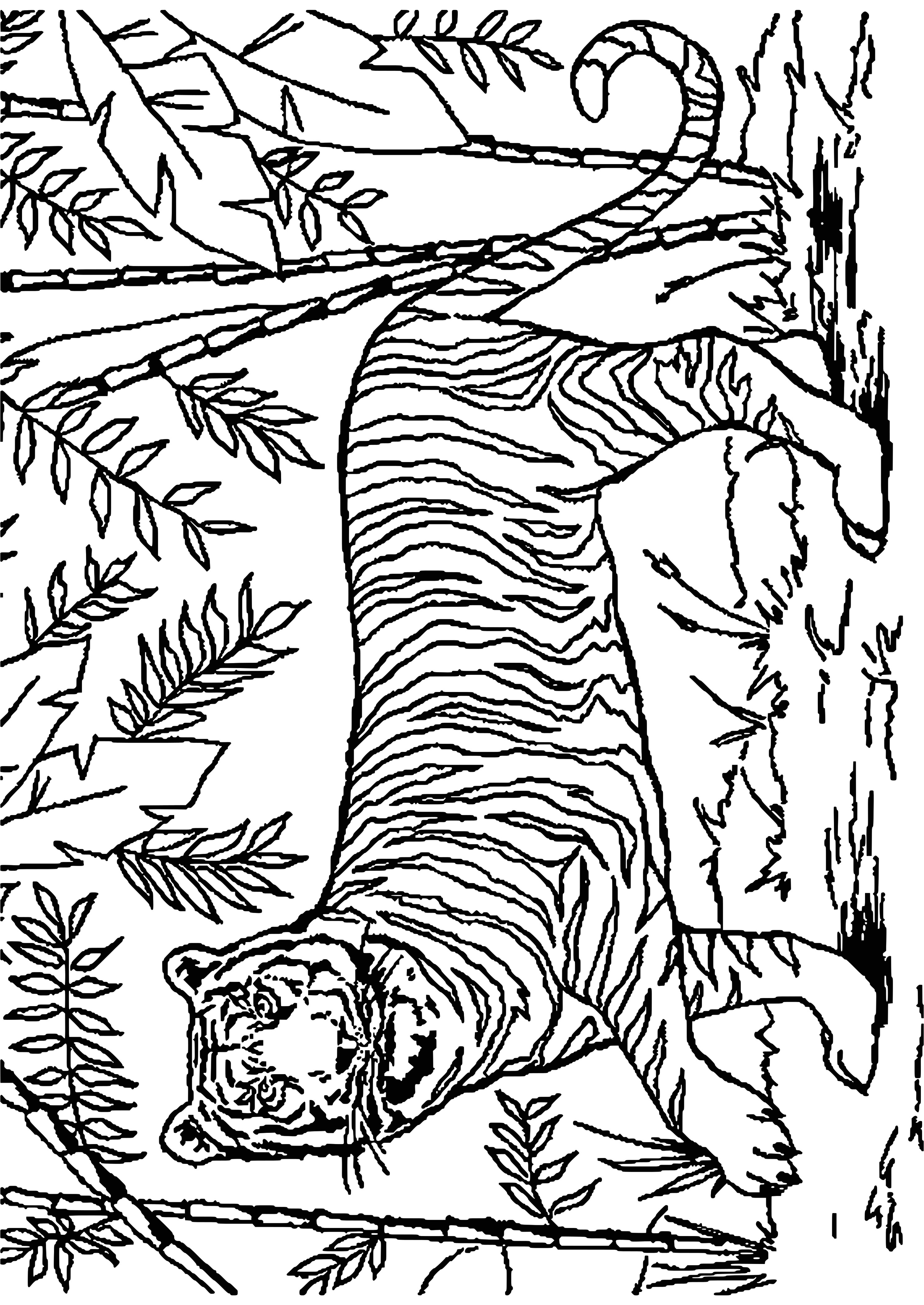 Coloriage fort Boyard Coloriage De Tigre Blanc élégant Mod¨le Animaux Coloriage fort