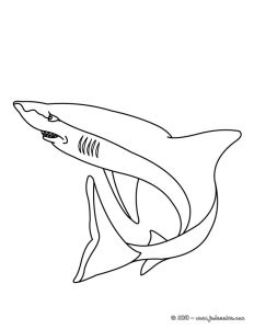Coloriage Grand Requin Blanc Coloriage Requin Blanc