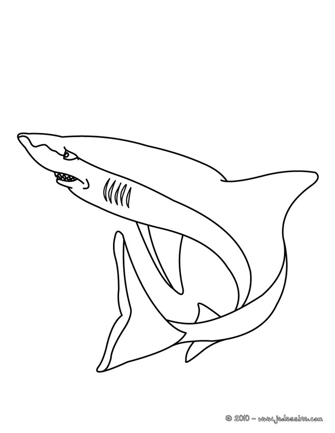 Coloriage Grand Requin Blanc Coloriage Requin Blanc
