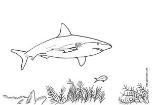 Coloriage Grand Requin Blanc Coloriage Requin Gentil