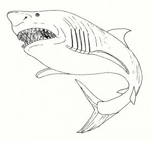 Coloriage Grand Requin Blanc Coloriage Requin Requin Dessin Clipart Best élégant – Pages
