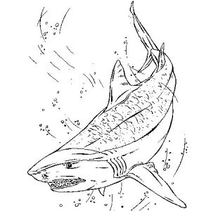 Coloriage Grand Requin Blanc Coloriage Requin Tigre